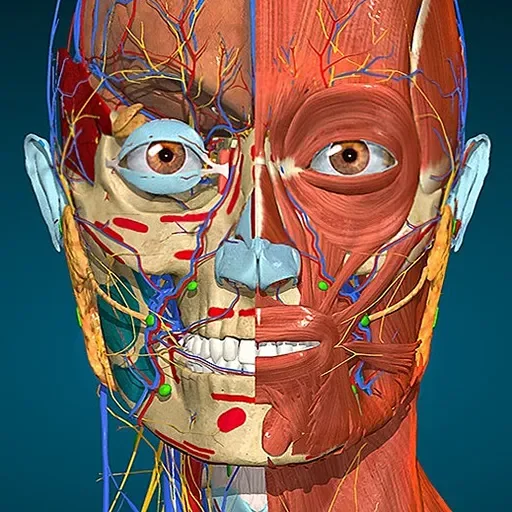 Anatomy Learning - 3D анатомічний атлас screenshot