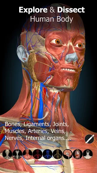 Anatomy Learning - 3D анатомічний атлас screenshot