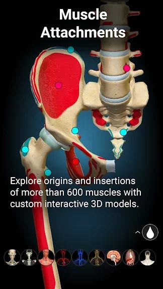 Anatomy Learning - 3D анатомічний атлас screenshot