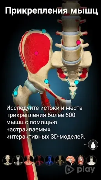 Anatomy Learning - 3D анатомический атлас 2.1.419 screenshot 3