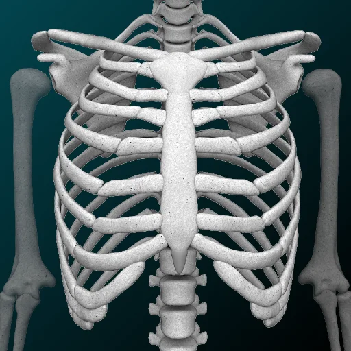 Osseous System 3D (анатомія) screenshot
