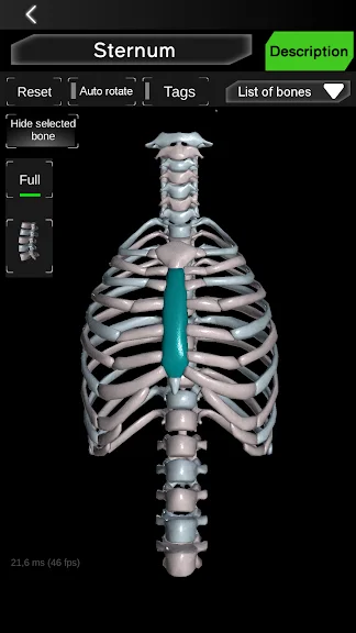 Osseous System 3D (анатомія) screenshot