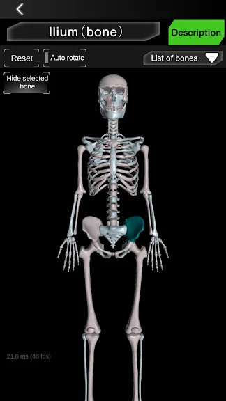 Osseous System 3D (анатомія) screenshot