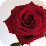 Choice of the Ninja 2.2.1