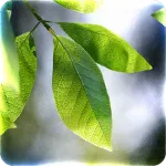  Fresh Leaves Live Wallpaper 1.9.5 на андроїд безкоштовно