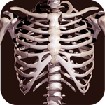 Osseous System 3D (анатомія)