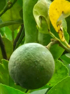 Samsung Galaxy S23 Ultra vs Google Pixel 7 Pro: Хто має кращу камеру?