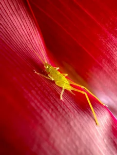 Перші фотографії з нового iPhone 14 Pro з'явилися в Інтернеті 