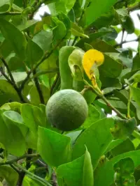 Samsung Galaxy S23 Ultra vs Google Pixel 7 Pro: Хто має кращу камеру?