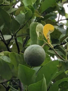 Samsung Galaxy S23 Ultra vs Google Pixel 7 Pro: Хто має кращу камеру?